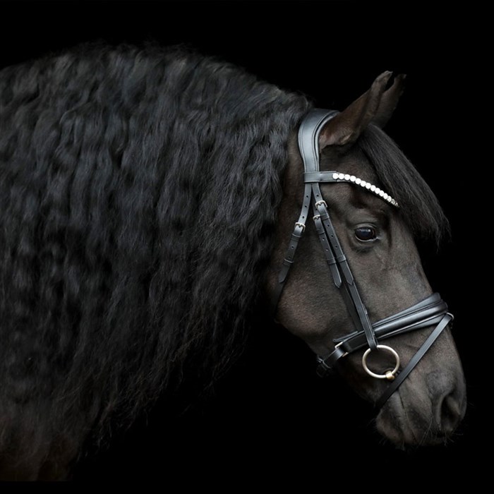 SD Design næsebånd "Signatur" sort/sort R-1062 på sort hest