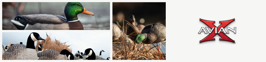 Avian banner - lokkefugle, Ã¦nder, gÃ¦s