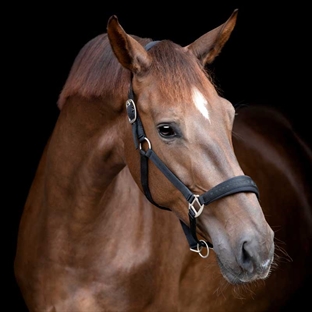 HorseGuard grime "Diya 2.0" - sort