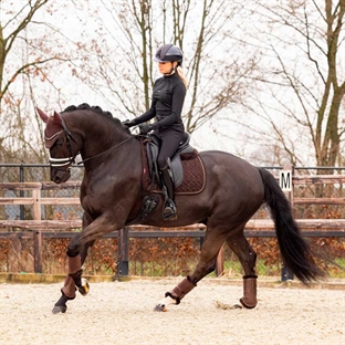 Lemieux underlag brun på hest med rytter