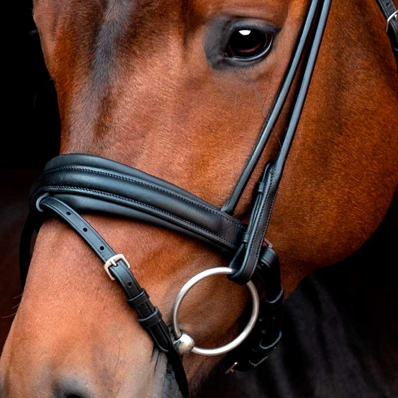 Sort rundsyet næsebånd fra sd design på hest 