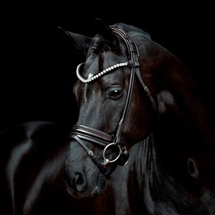 Rundsyet sort Zhivago trense fra sd design på hest fra siden