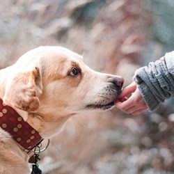 Aktivering af hunde - Næsearbejde