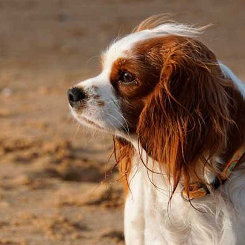 patrulje MP Placeret Guide til hunden alene hjemme | Lundemøllen ✓