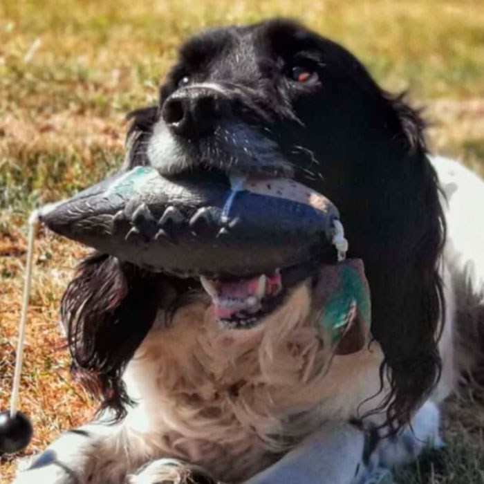 Avery Sporting Dog dummy – Krikand - Køb hos Lundemøllen