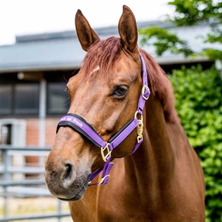 Back on Track grime "Werano" - lilla