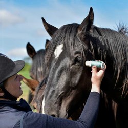 Hest får Blue Hors Buzz off roll on på, på folden