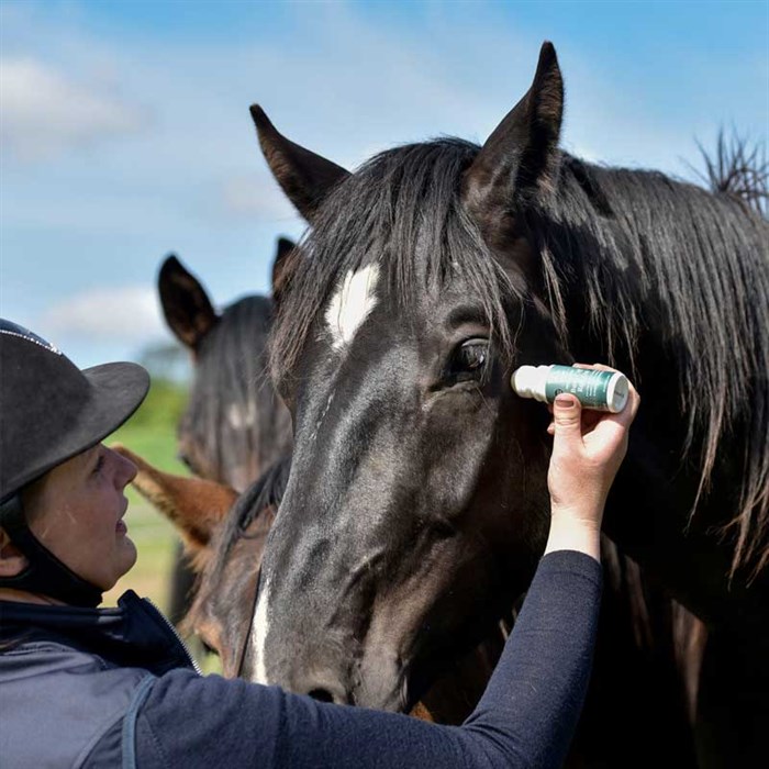 Hest får Blue Hors Buzz off roll on på, på folden