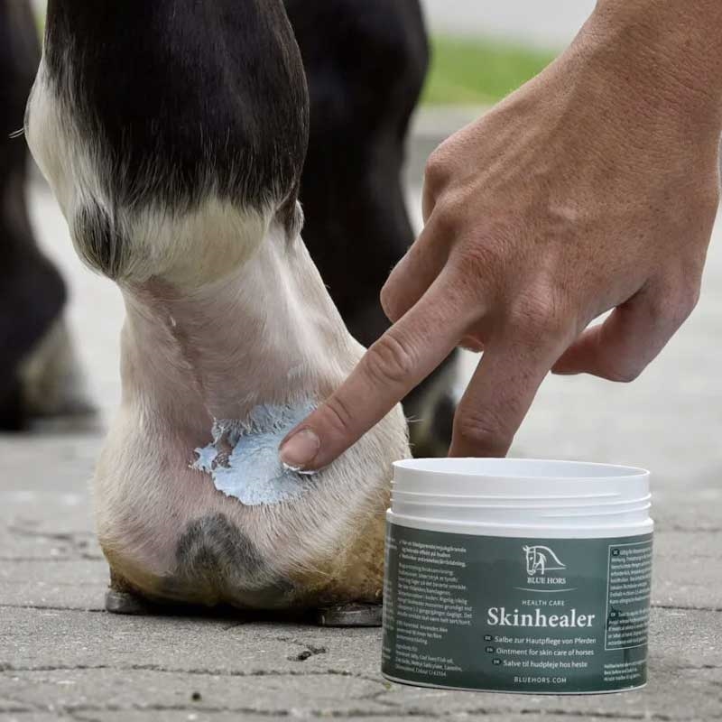 Blue Hors skinhealer på hesteben