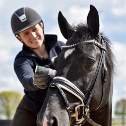 Hest får Blue Hors buzz off roll on på, på ridetur