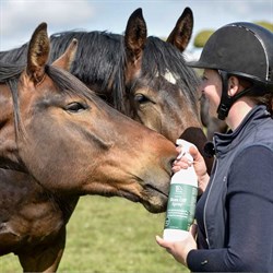 Buzz off spray fra Bluehors ved heste på fold