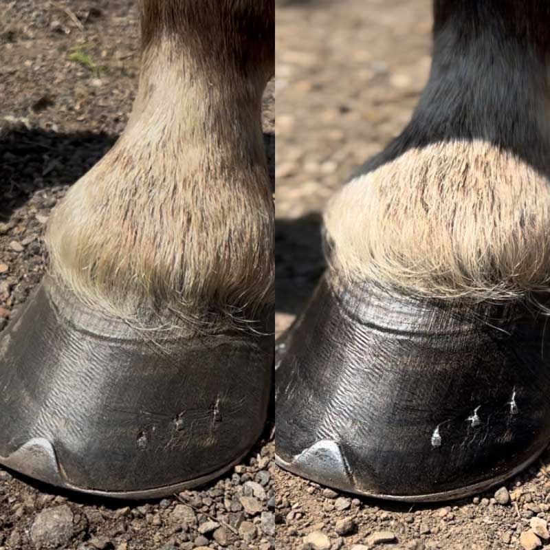 CarrDayMartin Daily Hoof Moisturizer hos Lundemøllen