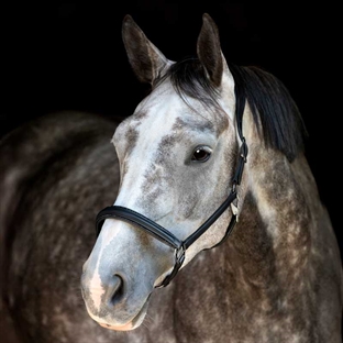 Catago lædergrime "Novi Black" - sort