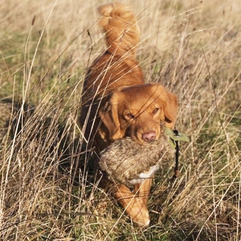 Fenriz Dummy fuldpels, syn 500 gr. stemning