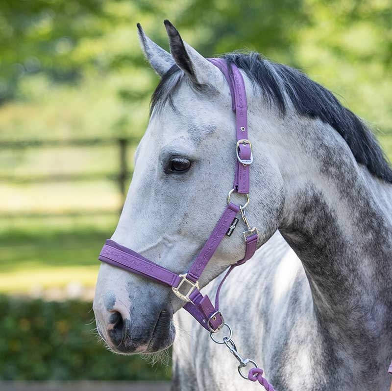 HorseGuard grime "Diya 2.0" - Lavender Herb