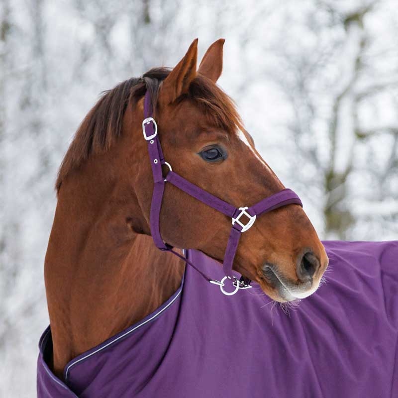 HorseGuard grime "Diya 2.0" - Purple Pennant