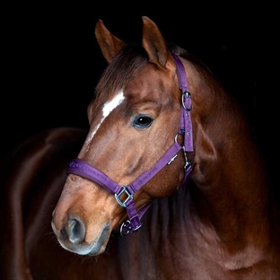 HorseGuard grime "Diya 2.0" - Purple Pennant
