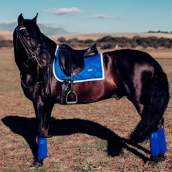 Sapphire Blue bandager ses på hest fra Equestrian Stockholm