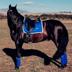 Sapphire Blue underlag fra Equestrian Stockholm på hest der står i naturen