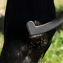 Kniv til at fjerne flueæg fra hestes pels