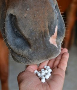 Gumbits - tyggegummi til heste der skærer tænder