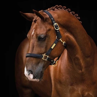 Hansbo grime "Equestrian Life" - sort/guld