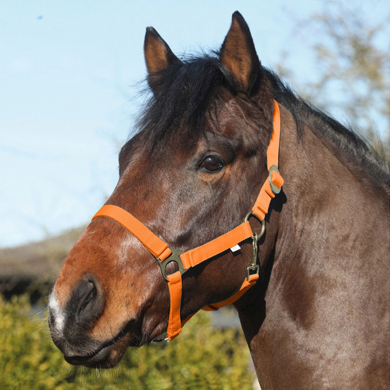 HorseGuard foldgrime - orange