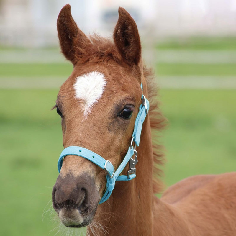 Harrys Horse følgrime - lyseblå