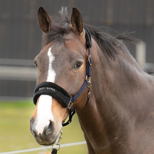 Harrys Horse grime "Big Boss" - navy