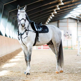 HorseGuard fortøj "Luke" i sort