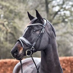 HorseGuard Cryll trense på hest