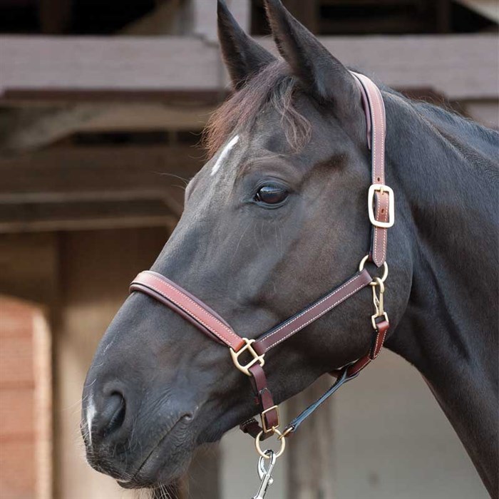 HorseGuard lædergrime - brun på hest