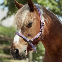 Se den fine Rainbow grime fra HorseGuard på hest tæt på