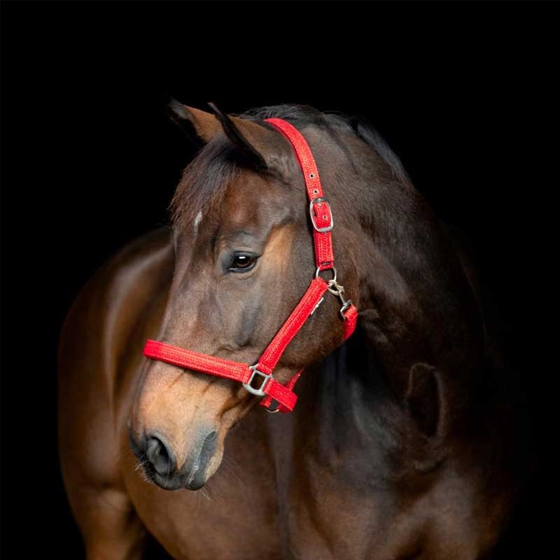 Horseguard grime "Jewel glitter" - Rød på hest