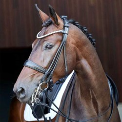 HorseGuard Kandar rundsyet Kava på hest