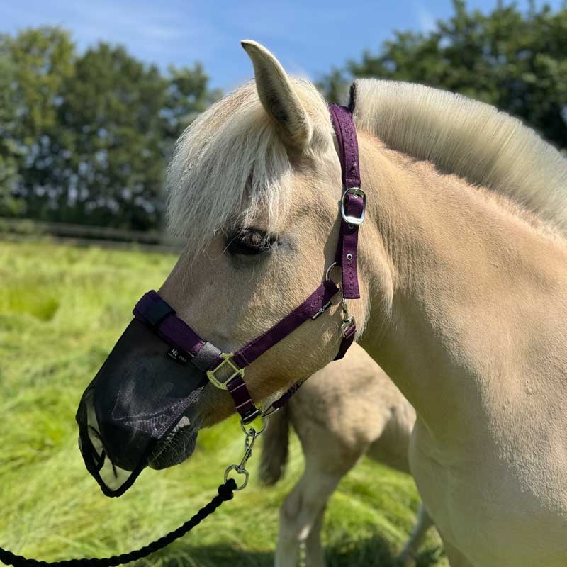 HorseGuard mulenet - sort m. UV-filter på hest