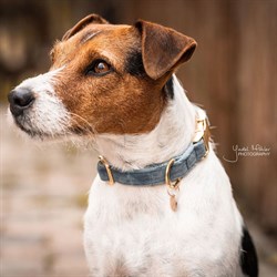 Kentucky hundehalsbånd "Velvet" - light blue set på Jack Russel Terrier