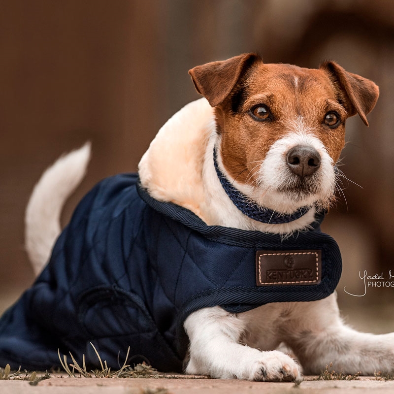 Kentucky hundedækken "Original Dog Coat" - navy