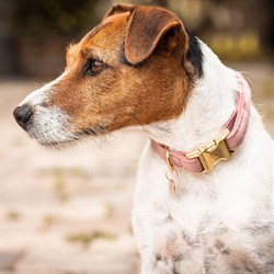 Kentucky hundehalsbånd "Velvet" - Old Rose set på Jack Russel Terrier fra siden