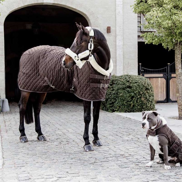 Hest står med Kentucky Show rug i brun, og sød hund ved siden af