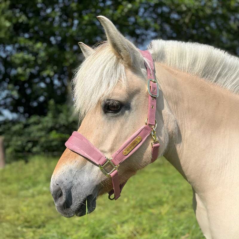 Kentucky grime "Velvet" - Old rose