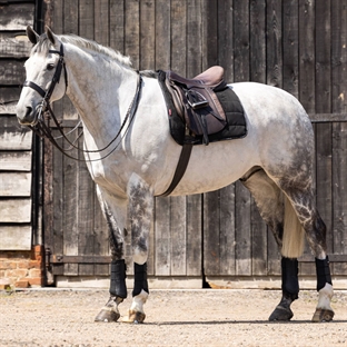 LeMieux Dressage Work Pad underlag - sort