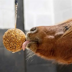 Hest slikker på likit granola stall ball med æble