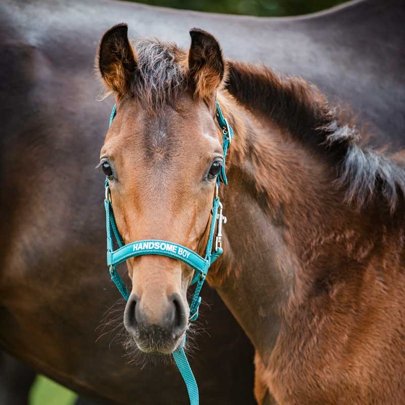 HorseGuard følgrime "Malva - HANDSOME BOY" - Arctic