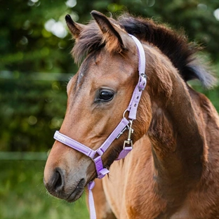 HorseGuard følgrime "Malva - PRETTY GIRL" - Lavender