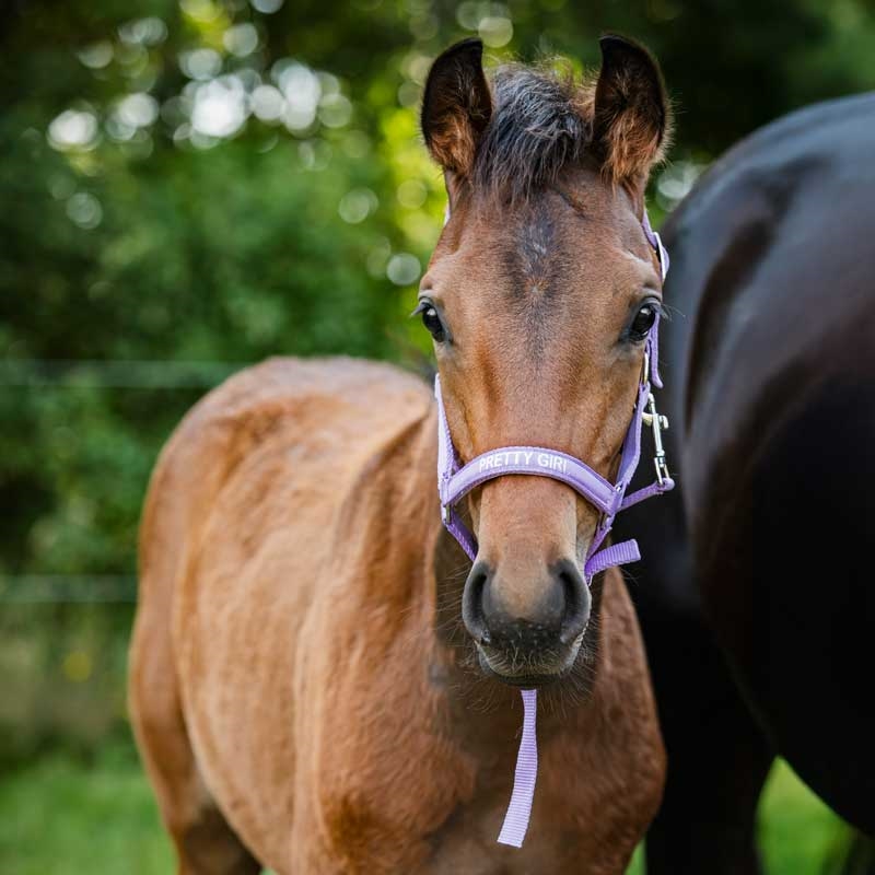 HorseGuard følgrime "Malva - PRETTY GIRL" - Lavender