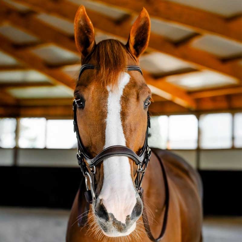 Rambo Micklem Competition Bridle - brun