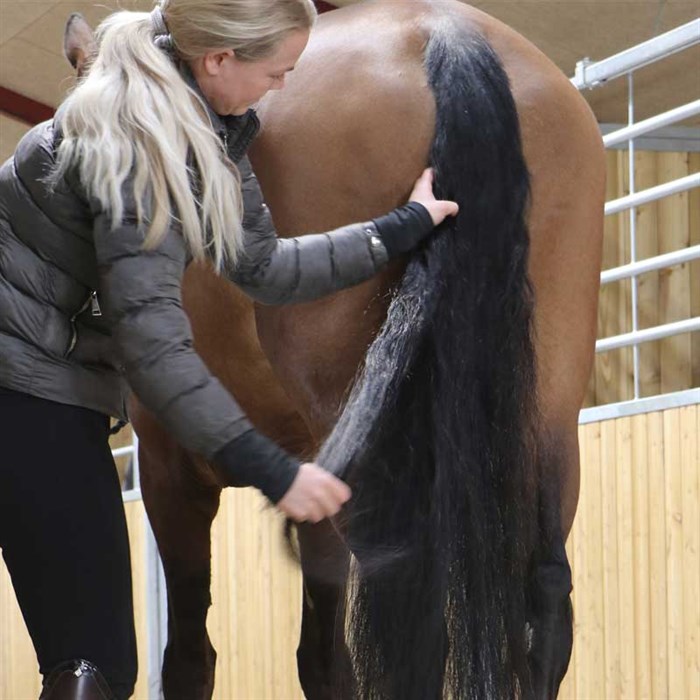 Se hesten får Mane & Tail i halen