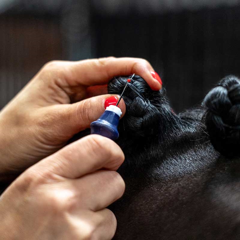 QHP opsprætter til rosenknopper