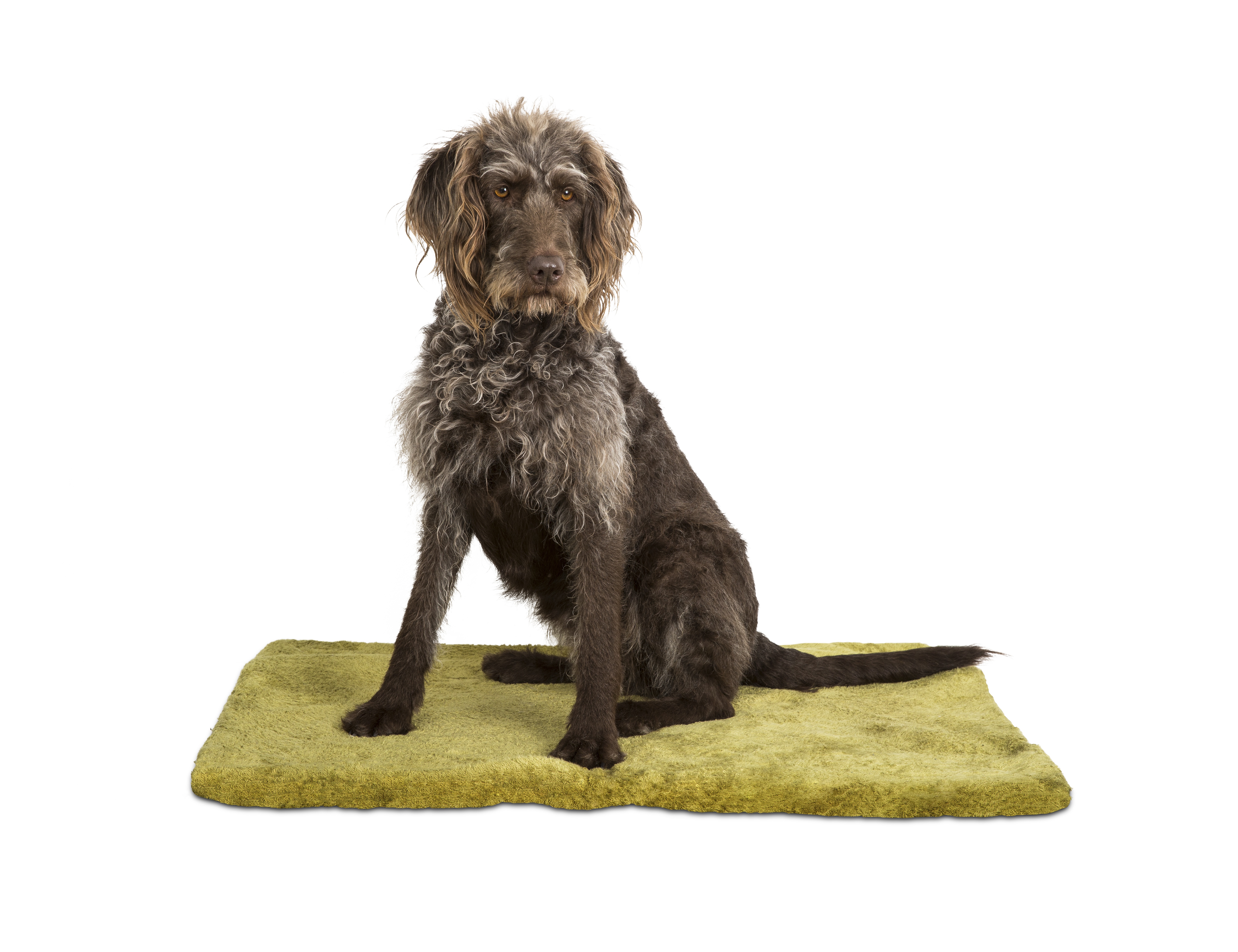 q-pet siccaro flexdog mat